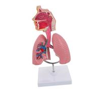 MOTHNUR Human Respiratory Lung Model Educational Teaching Tool for Students and Teachers Anatomical Display for Study Easy to Use Science Demonstration Model