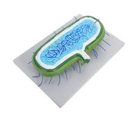 MOTHNUR Interactive Cell Model with Detailed Organelles Enlarged Prokaryote and Animal Cell Structure for Science Classroom Demonstrations Educational Teaching Tool for Biology Students