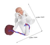 MOTHNUR Realistic Female Pelvic Childbirth Model with Fetus Umbilical Cord Placenta Midwifery Education Tool for Medical Students Nursing Training Pregnancy Simulation Labor Process