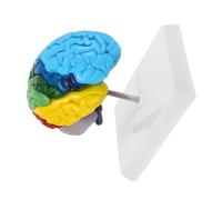 MOTHNUR Scale Right Hemisphere Human Brain Model for Medical Education Anatomical Brain with Color Labeled Regions Neuroscience Teaching Aid for Classroom Study and Science Learning