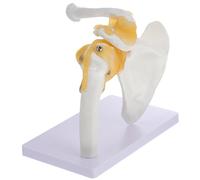 MOTHNUR Shoulder Joint Model with Ligament Human Skeleton Anatomical Teaching Skeleton Model for Medical Study and Anatomy Education
