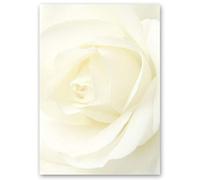 Motif Letter Paper! Flowers & Petals, Love & Wedding Rose Motif White Rose 250 Sheets DIN A4 - Paper-Media