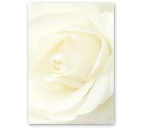 Motif Letter Paper! Flowers & Petals, Love & Wedding White Rose 100 Sheets DIN A6 - Paper-Media
