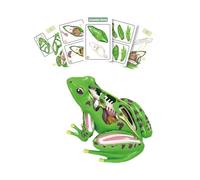 MotiveTech 4D Frog Dissection Model Educational Teaching Equipment Learning Aid Gift