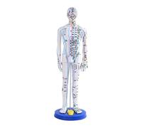 MotiveTech Chinese Medical Model Full Body Professional PVC PVC Human Acupoint Model Height 40cm for Practice Students, White