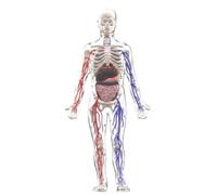 MotiveTech Glow-in-the-Dark Model Colored Structural Parts Detachable Organ Model Assembly Glow in the Dark Skeleton, Glow-in-the-Dark Human Body Model With Blood Vessels