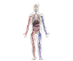 MotiveTech Glow-in-the-Dark Model Colored Structural Parts Detachable Organ Model Assembly Glow in the Dark Skeleton, Glow-in-the-Dark Human Body Model With Blood Vessels