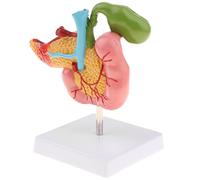 MotiveTech Human Duodenum Display, Classroom Demonstration Tools, Teaching Accessories
