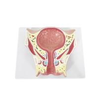 MotiveTech Human Model Educational Correct for Students, Teachers, Classroom, Health Center, Research Facility, Female Pelvic Section Model