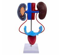 MotiveTech Human Model Educational Correct for Students, Teachers, Classroom, Health Center, Research Facility, Female Urinary System Model