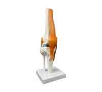 MotiveTech Model of The Human Knee Joint, Lightweight, with Knee Ligament