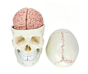 MotiveTech Physiological Structure Model Cranium Brain Model Detachable PVC Build With Numbered Landmarks And Painted Sutures Suitable for School Labs Teacher Lectures Student Learning
