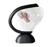 MotiveTech Uterus Model Women Teaching Tool Clear Biology Teaching Aids Uterine Model