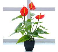 MOTUZP 14in Anthurium Artificial Flower with Black Pfor Office,Indoor and Outdoor Kitchen Home Party Decor[Red] Lily Faux Potted Plant, Artificial Flower Pot