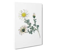 Mount Atlas Daisy Illustration Canvas Print | Gallery Wrapped 30mm Frame Wall Art | 30x20 inches | Ready to Hang | Modern Maps Picture | Living Room Bedroom Lounge Office