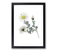 Mount Atlas Daisy Illustration Framed Print | A2 Black Framed Wall Art | Ready to Hang | Modern Map Picture | Living Room Bedroom Lounge Office