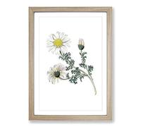 Mount Atlas Daisy Illustration Framed Print | A2 Oak Framed Wall Art | Ready to Hang | Modern Map Picture | Living Room Bedroom Lounge Office