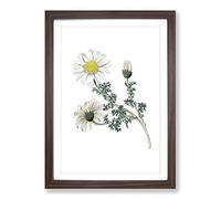Mount Atlas Daisy Illustration Framed Print | A2 Walnut Framed Wall Art | Ready to Hang | Modern Map Picture | Living Room Bedroom Lounge Office