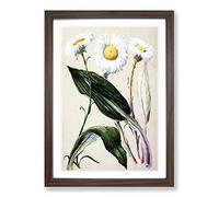 Mountain Daisies by Sarah Featon Framed Print | A2 Walnut Framed Wall Art | Ready to Hang | Modern Landscape Picture | Living Room Bedroom Lounge Office