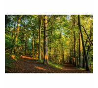 Mountain Forest Backdrop Magnificent Sunny Tranquil Green Forests Photography Background Bright Sunrise Blue Sky Natural Scenery Landscape Backdrop for Hiking Travel Vacation Background Props 7x5ft