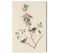 Mountain Laurel Canvas Print Botanical Art by Art Remedy, Gallery Wrapped, 10 x 15