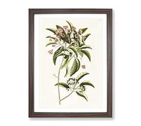Mountain Laurel Flowers By Mark Catesby Vintage Framed Print | A3 Walnut Framed Wall Art | Ready to Hang | Classic Floral Picture | Living Room Bedroom Lounge Office