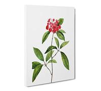 Mountain Laurel Tree Flowers By Pierre Joseph Redoute Vintage Canvas Wall Art Print Ready to Hang, Framed Picture for Living Room Bedroom Home Office Décor, 30x20 Inch (76x50 cm)