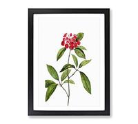 Mountain Laurel Tree Flowers By Pierre Joseph Redoute Vintage Framed Print | A3 Black Framed Wall Art | Ready to Hang | Classic Floral Picture | Living Room Bedroom Lounge Office