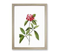 Mountain Laurel Tree Flowers By Pierre Joseph Redoute Vintage Framed Print | A3 Oak Framed Wall Art | Ready to Hang | Classic Floral Picture | Living Room Bedroom Lounge Office