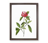 Mountain Laurel Tree Flowers By Pierre Joseph Redoute Vintage Framed Print | A3 Walnut Framed Wall Art | Ready to Hang | Classic Floral Picture | Living Room Bedroom Lounge Office