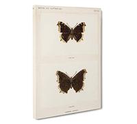 Mourning Cloak Butterfly by S.F. Denton Canvas Print | Gallery Wrapped 30mm Frame Wall Art | 30x20 inches | Ready to Hang | Modern Animals Picture | Living Room Bedroom Lounge Office
