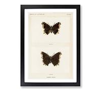 Mourning Cloak Butterfly by S.F. Denton Framed Print | A2 Oak Framed Wall Art | Ready to Hang | Modern Animal Picture | Living Room Bedroom Lounge Office
