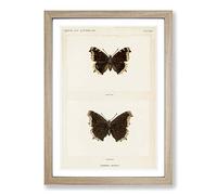Mourning Cloak Butterfly by S.F. Denton Framed Print | A2 Oak Framed Wall Art | Ready to Hang | Modern Animal Picture | Living Room Bedroom Lounge Office
