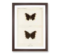 Mourning Cloak Butterfly by S.F. Denton Framed Print | A2 Walnut Framed Wall Art | Ready to Hang | Modern Animal Picture | Living Room Bedroom Lounge Office