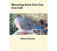 Mourning Dove Coo Coo Coo Call