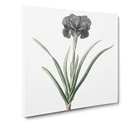 Mourning Iris Flower by Pierre Joseph Redoute Canvas Print | Gallery Wrapped 30mm Frame Wall Art | 14x14 inches | Ready to Hang | Retro Floral Picture | Living Room Bedroom Lounge Office