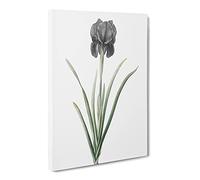 Mourning Iris Flower By Pierre Joseph Redoute Canvas Print | Gallery Wrapped 30mm Frame Wall Art | 24x16 inches | Ready to Hang | Retro Floral Picture | Living Room Bedroom Lounge Office