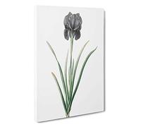 Mourning Iris Flower by Pierre-Joseph Redoute Canvas Print | Gallery Wrapped 30mm Frame Wall Art | 30x20 inches | Ready to Hang | Modern Floral Picture | Living Room Bedroom Lounge Office