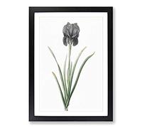 Mourning Iris Flower by Pierre-Joseph Redoute Framed Print | A2 Black Framed Wall Art | Ready to Hang | Modern Floral Picture | Living Room Bedroom Lounge Office