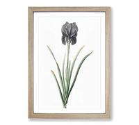 Mourning Iris Flower by Pierre-Joseph Redoute Framed Print | A2 Oak Framed Wall Art | Ready to Hang | Modern Floral Picture | Living Room Bedroom Lounge Office