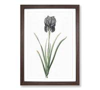 Mourning Iris Flower by Pierre-Joseph Redoute Framed Print | A2 Walnut Framed Wall Art | Ready to Hang | Modern Floral Picture | Living Room Bedroom Lounge Office
