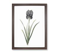 Mourning Iris Flower By Pierre Joseph Redoute Vintage Framed Print | A2 Walnut Framed Wall Art | Ready to Hang | Classic Floral Picture | Living Room Bedroom Lounge Office