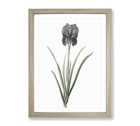 Mourning Iris Flower By Pierre Joseph Redoute Vintage Framed Print | A3 Oak Framed Wall Art | Ready to Hang | Classic Floral Picture | Living Room Bedroom Lounge Office