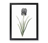 Mourning Iris Flower By Pierre Joseph Redoute Vintage Framed Print | A4 Black Framed Wall Art | Ready to Hang | Classic Floral Picture | Living Room Bedroom Lounge Office