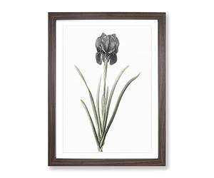 Mourning Iris Flower By Pierre Joseph Redoute Vintage Framed Wall Art Print, Ready to Hang Picture for Living Room Bedroom Home Office Décor, Walnut A2 (64 x 46 cm)