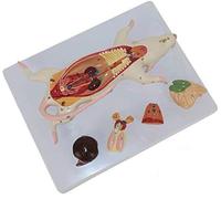 Mouse Anatomical Model - Animal Anatomy Assembling Puzzle Model Mouse Model - The Anatomical Structure Model of Mouse Organs for Biology Teaching Laboratory Animal Anatomy Teaching Model,A