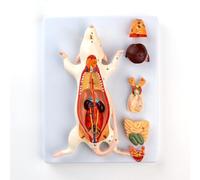 Mouse Anatomical Model Detachable 6 Parts Mice Biology Teaching Internal Organs Experimental Animal Structure Anatomical Model Animal Husbandry Specimen