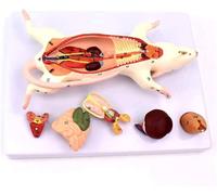 Mouse Anatomy Model - Detailed Internal Structure Model for Healthcare applications Education and Veterinary Training