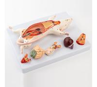 Mouse Anatomy Model for Biology Teaching - Detailed Internal Organ Structure for Educational Use