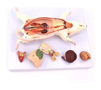 Mouse Anatomy Model - The Anatomical Structure Model of Mouse Organs - for Medical EducationalAid